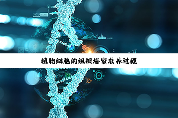 植物细胞的组织培家求养过程